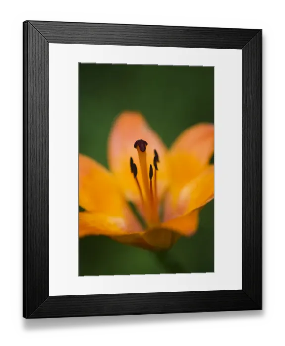 Framed Print : Fire lily (Lilium bulbiferrum) flower, Triglav National Park, Slovenia, June 2009 Framed Print : Fire lily (Lilium bulbiferrum) flower, Triglav National Park, Slovenia, June 2009