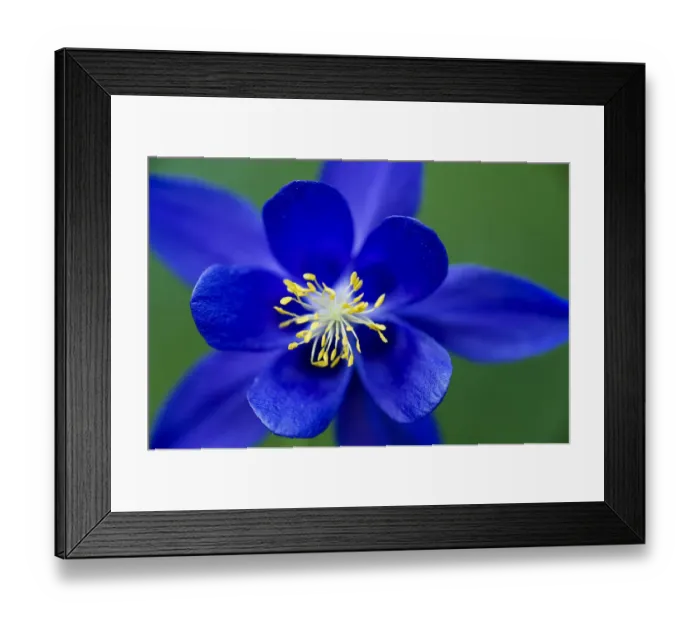 Framed Print : Columbine (Aquilegia sp) flower, Triglav National Park, Slovenia, June 2009