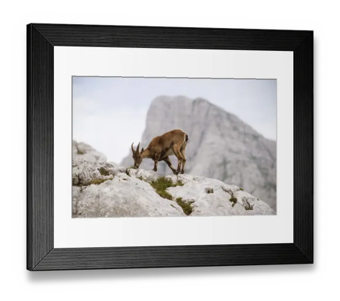 Framed Print : Ibex (Capra ibex) feeding, Triglav National Park, Julian Alps, Slovenia, July 2009