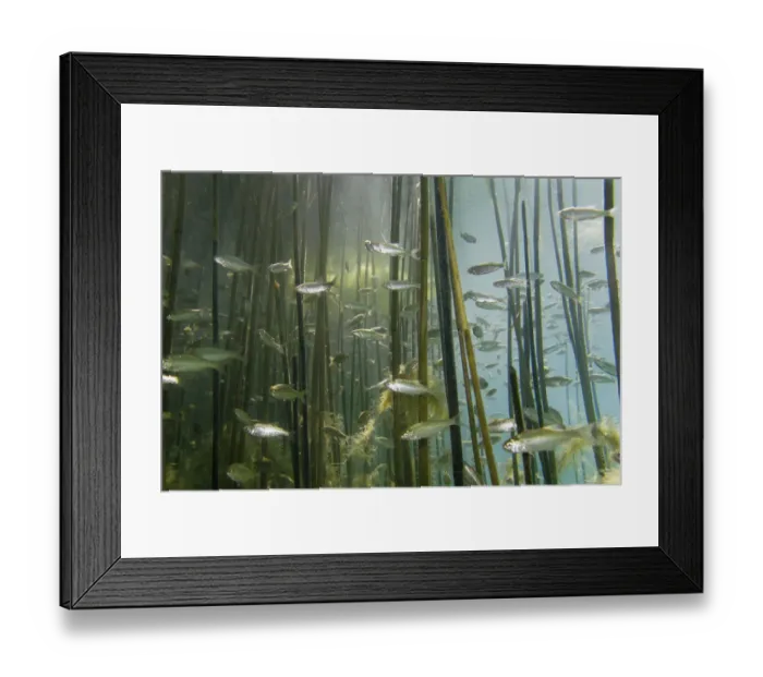 Framed Print : Shoal of Lake Ohrid bleak (Alburnus scoranza) swimming amongst Giant reeds (Arundo Framed Print : Shoal of Lake Ohrid bleak (Alburnus scoranza) swimming amongst Giant reeds (Arundo
