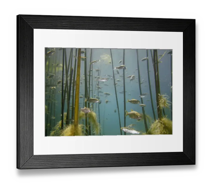Framed Print : Shoal of Lake Ohrid bleak (Alburnus scoranza) swimming amongst Giant reeds (Arundo Framed Print : Shoal of Lake Ohrid bleak (Alburnus scoranza) swimming amongst Giant reeds (Arundo