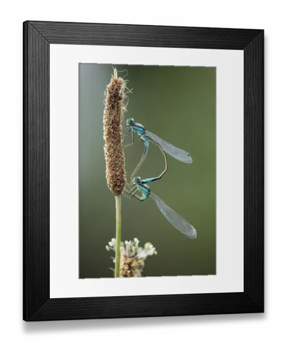 Framed Print : Mating pair of Azure damselflies (Coenagrion puella) on Plantain (Plantago sp) Lagadin region Framed Print : Mating pair of Azure damselflies (Coenagrion puella) on Plantain (Plantago sp) Lagadin region