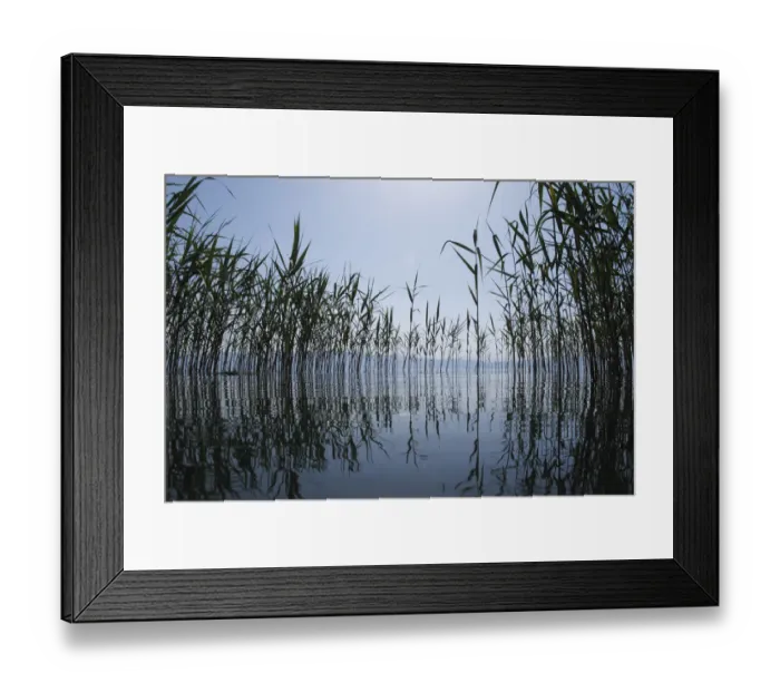 Framed Print : Giant reeds (Arundo donax) Lagadin region, Lake Ohrid, Galicica National Park, Macedonia Framed Print : Giant reeds (Arundo donax) Lagadin region, Lake Ohrid, Galicica National Park, Macedonia