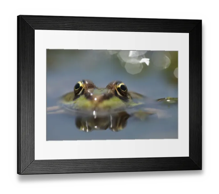 Framed Print : Marsh frog (Pelophylax / Rana ridibundus) head above water, Lake Macro Prespa, Stenje region Framed Print : Marsh frog (Pelophylax / Rana ridibundus) head above water, Lake Macro Prespa, Stenje region
