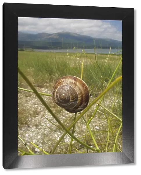 Turkish  /  Balkan edible snail (Helix lucorum) on plant, Stenje region, Lake Macro Prespa