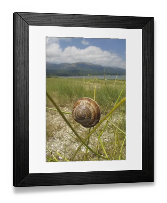 Framed Print : Turkish / Balkan edible snail (Helix lucorum) on plant, Stenje region, Lake Macro Prespa Framed Print : Turkish / Balkan edible snail (Helix lucorum) on plant, Stenje region, Lake Macro Prespa
