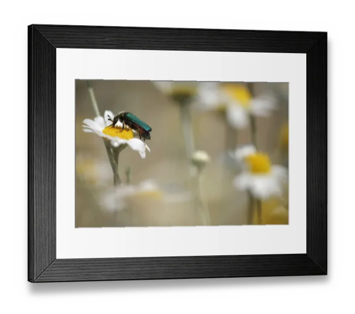 Framed Print : Green flower beetle {Cetoniinae} on Corn chamomile (Anthemis arvensis) Stenje region Framed Print : Green flower beetle {Cetoniinae} on Corn chamomile (Anthemis arvensis) Stenje region