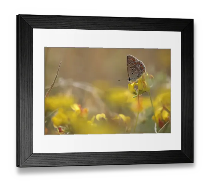 Framed Print : Female Common blue butterfly (Polyommatus icarus) on Trefoil (Lotus sp) Lake Macro Prespa Framed Print : Female Common blue butterfly (Polyommatus icarus) on Trefoil (Lotus sp) Lake Macro Prespa