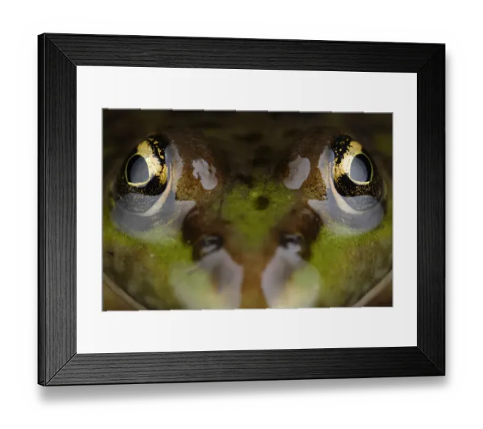 Framed Print : Marsh frog (Pelophylax / Rana ridibundus) close-up of head, Stenje region, Lake Macro Prespa Framed Print : Marsh frog (Pelophylax / Rana ridibundus) close-up of head, Stenje region, Lake Macro Prespa