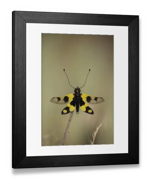 Framed Print : Owlfly / Butterly lion / Ascalaphid (Libelloides longicornis) Stenje region, Lake Macro Prespa Framed Print : Owlfly / Butterly lion / Ascalaphid (Libelloides longicornis) Stenje region, Lake Macro Prespa