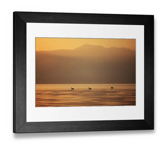 Framed Print : Three Great white pelicans (Pelecanus onocrotalus) silhouetted against the sunrise over Mount Golema (2179m) and Mount Pelister (2600m ) in the Pelister National Park, viewed from Stenje village across Lake Macro Prespa, Galicica National Park Framed Print : Three Great white pelicans (Pelecanus onocrotalus) silhouetted against the sunrise over Mount Golema (2179m) and Mount Pelister (2600m ) in the Pelister National Park, viewed from Stenje village across Lake Macro Prespa, Galicica National Park