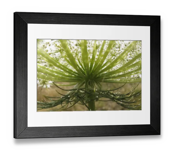 Framed Print : Queen annes lace / Wild carrot (Daucus carota) flower, Stenje region, Lake Macro Prespa Framed Print : Queen annes lace / Wild carrot (Daucus carota) flower, Stenje region, Lake Macro Prespa