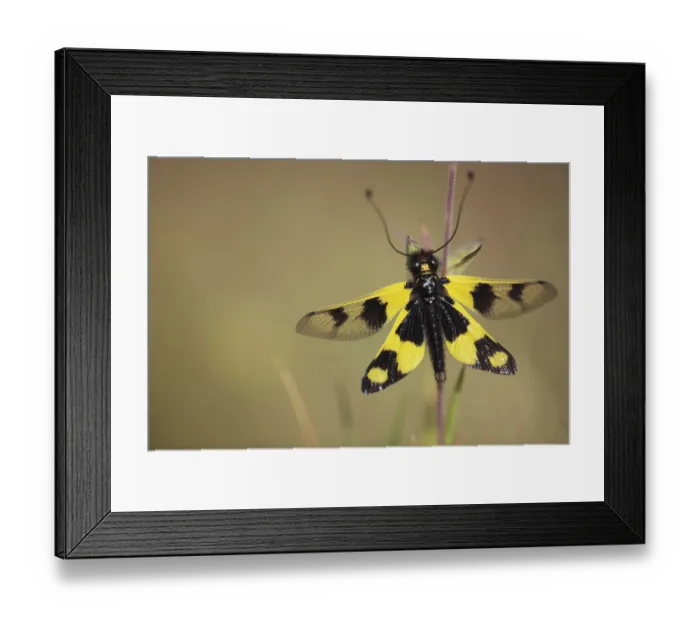 Framed Print : Owlfly / Butterly lion / Ascalaphid (Libelloides longicornis) Stenje region, Lake Macro Prespa Framed Print : Owlfly / Butterly lion / Ascalaphid (Libelloides longicornis) Stenje region, Lake Macro Prespa