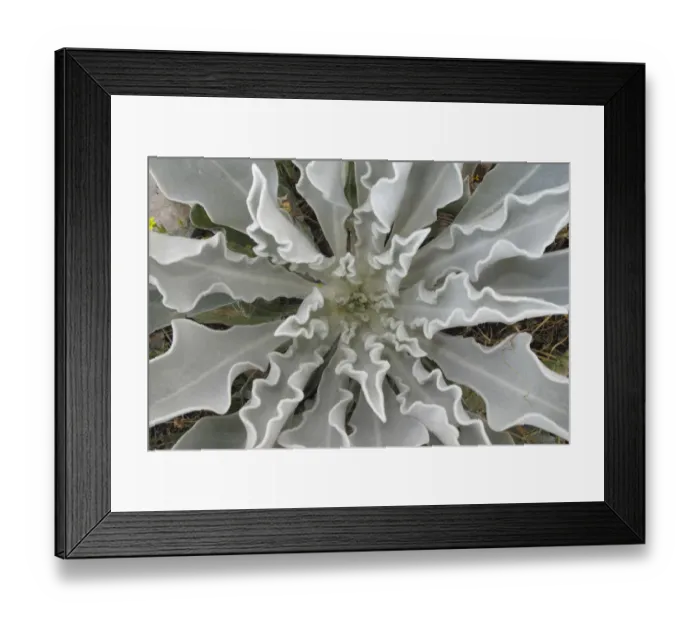 Framed Print : Hoary mullein (Verbascum pulverulentum) leaf whorl, Stenje region, Lake Macro Prespa Framed Print : Hoary mullein (Verbascum pulverulentum) leaf whorl, Stenje region, Lake Macro Prespa