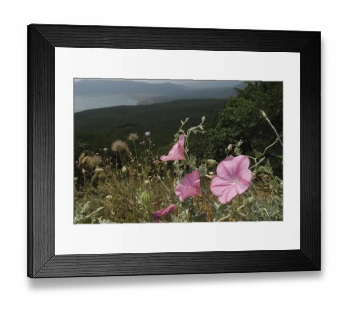 Framed Print : Mallow leaved bindweed (Convolvulus althaeoides) flowers in a mountain pasture above Stenje Framed Print : Mallow leaved bindweed (Convolvulus althaeoides) flowers in a mountain pasture above Stenje