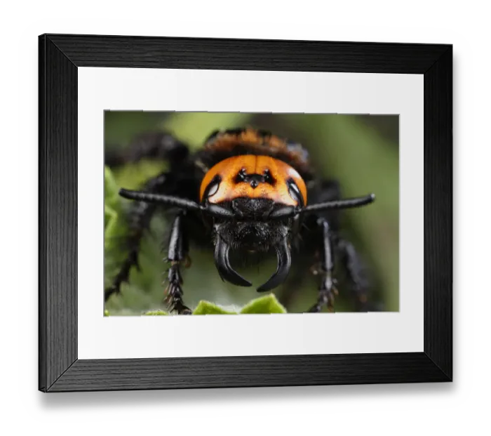 Framed Print : Female Giant / Mammoth wasp (Megascolia flavifrons) close-up of face showing short antennae Framed Print : Female Giant / Mammoth wasp (Megascolia flavifrons) close-up of face showing short antennae