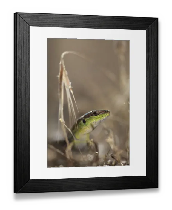 Framed Print : Balkan wall lizard (Podarcis taurica) Stenje region, Galicica National Park, Macedonia Framed Print : Balkan wall lizard (Podarcis taurica) Stenje region, Galicica National Park, Macedonia