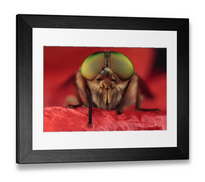 Framed Print : Horsefly (Tabanus sp) head portrait, Stenje region, Galicica National Park, Macedonia, June 2009 Framed Print : Horsefly (Tabanus sp) head portrait, Stenje region, Galicica National Park, Macedonia, June 2009