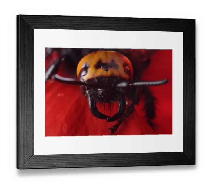 Framed Print : Female Giant / Mammoth wasp (Megascolia flavifrons) close-up of head showing short antennae Framed Print : Female Giant / Mammoth wasp (Megascolia flavifrons) close-up of head showing short antennae