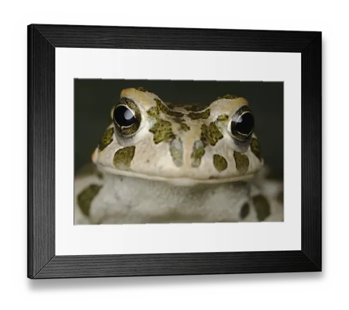 Framed Print : European green toad (Bufo viridis) head portrait, Stenje region, Galicica National Park Framed Print : European green toad (Bufo viridis) head portrait, Stenje region, Galicica National Park