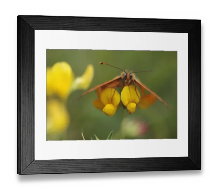 Framed Print : Spotted fritillary butterfly (Melitaea didyma) on Trefoil (Lotus sp) flowers, Mount Baba Framed Print : Spotted fritillary butterfly (Melitaea didyma) on Trefoil (Lotus sp) flowers, Mount Baba