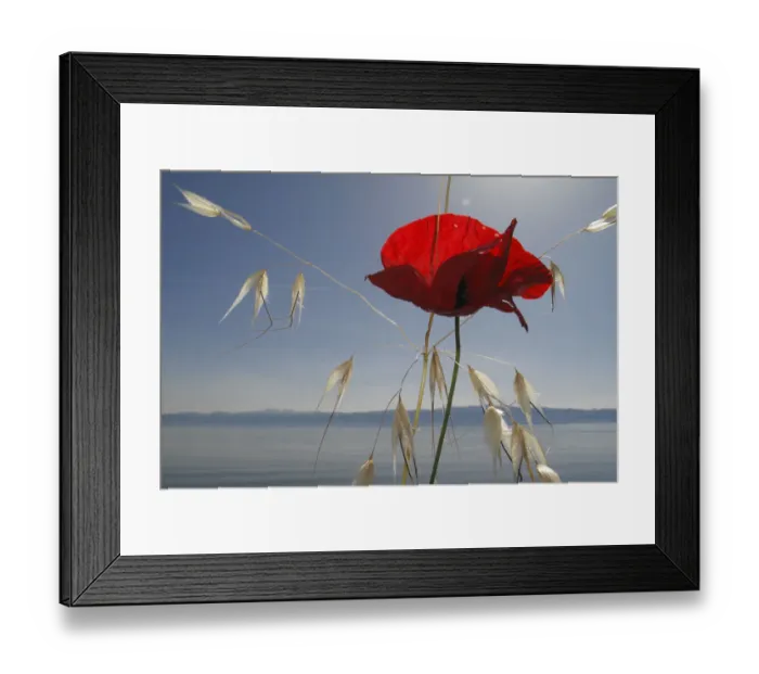 Framed Print : Mediterranean poppy (Papaver apulum) and Oat grass (Avena sp) on the shore of Lake Ohrid Framed Print : Mediterranean poppy (Papaver apulum) and Oat grass (Avena sp) on the shore of Lake Ohrid