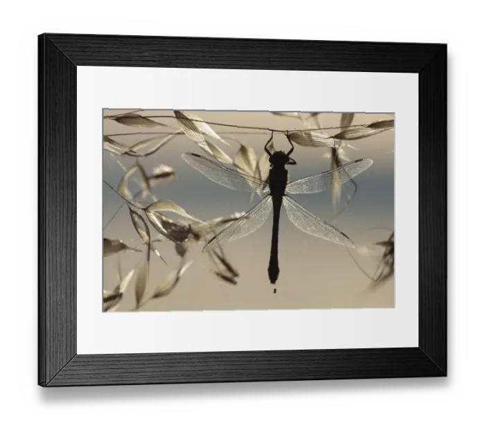 Framed Print : Club-tailed dragonfly (Gomphus vulgatissimus) silhouetted on grass seeds, Lagadin region Framed Print : Club-tailed dragonfly (Gomphus vulgatissimus) silhouetted on grass seeds, Lagadin region