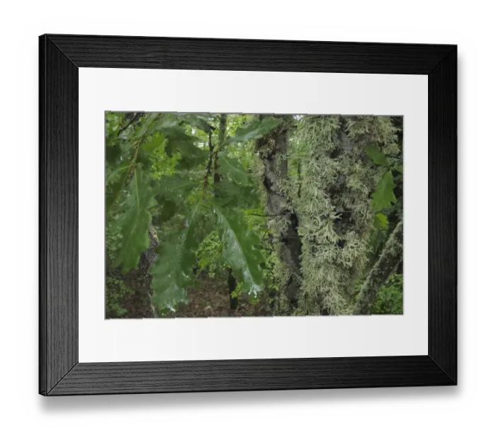 Framed Print : Oak leaves and lichen in forest, Konjsko region, Galicica National Park, Macedonia Framed Print : Oak leaves and lichen in forest, Konjsko region, Galicica National Park, Macedonia