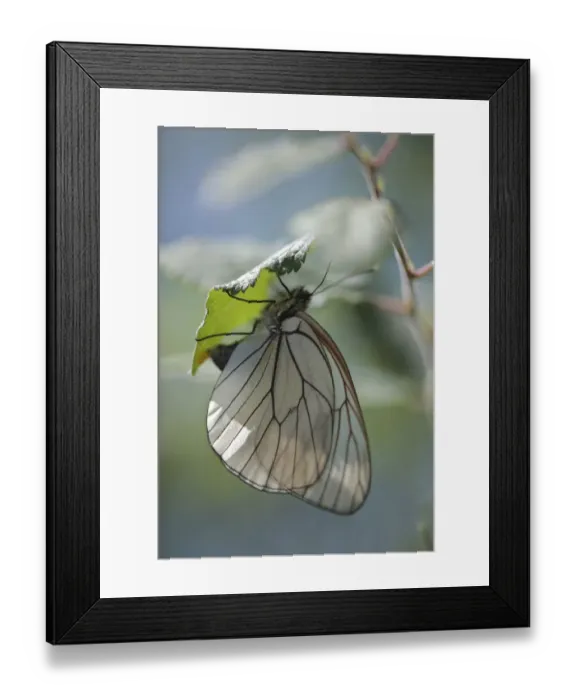 Framed Print : Female Black veined white butterfly (Aporia crataegi) laying eggs on Buckthorn, Lagadin region Framed Print : Female Black veined white butterfly (Aporia crataegi) laying eggs on Buckthorn, Lagadin region