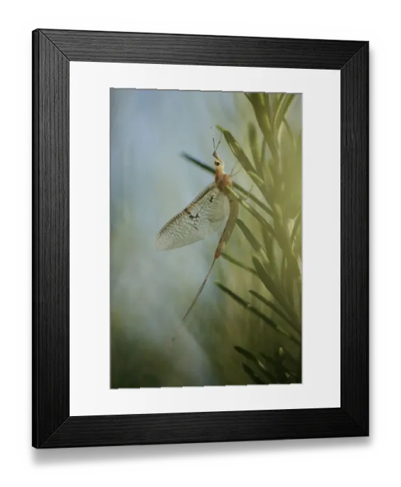 Framed Print : Mayfly (Ephemera lineata) Lagadin region, Lake Ohrid, Galicica National Park, Macedonia Framed Print : Mayfly (Ephemera lineata) Lagadin region, Lake Ohrid, Galicica National Park, Macedonia