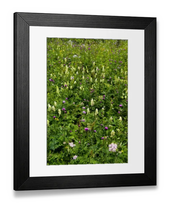 Framed Print : Alpine flower meadow, Triglav National Park, Slovenia, August 2009