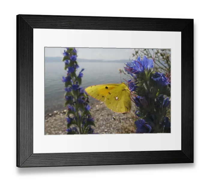 Framed Print : Clouded yellow butterfly (Colias croceus) feeding on Vipers bugloss (Echium vulgare) Lagadin region Framed Print : Clouded yellow butterfly (Colias croceus) feeding on Vipers bugloss (Echium vulgare) Lagadin region