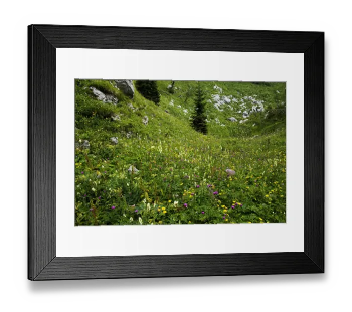 Framed Print : Alpine flower meadow, Triglav National Park, Slovenia, August 2009