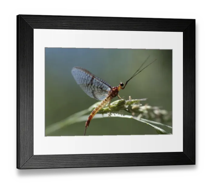 Framed Print : Mayfly (Ephemera lineata) on grass seed, Lagadin region, Lake Ohrid, Galicica National Park Framed Print : Mayfly (Ephemera lineata) on grass seed, Lagadin region, Lake Ohrid, Galicica National Park