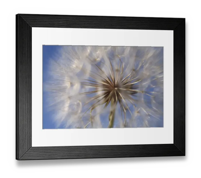 Framed Print : Goats beard (Tragopogon pratensis) seed head, Lagadin region, Lake Ohrid, Galicica National Park Framed Print : Goats beard (Tragopogon pratensis) seed head, Lagadin region, Lake Ohrid, Galicica National Park