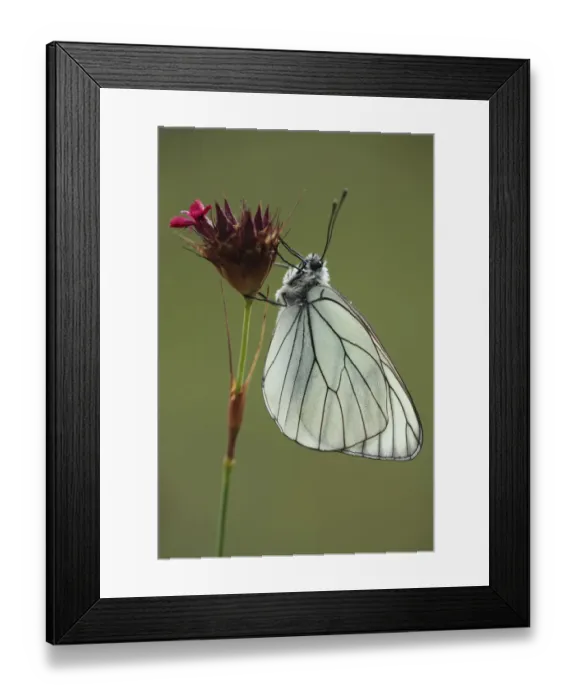 Framed Print : Black veined white butterfly (Aporia crataegi) on Pink (Dianthus sp) flower, Mount Baba Framed Print : Black veined white butterfly (Aporia crataegi) on Pink (Dianthus sp) flower, Mount Baba