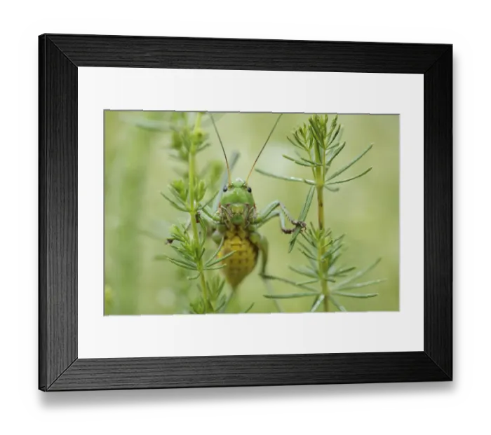 Framed Print : Female Wart biter bush cricket (Decticus verrucivorus) on plants, Stenje region Framed Print : Female Wart biter bush cricket (Decticus verrucivorus) on plants, Stenje region