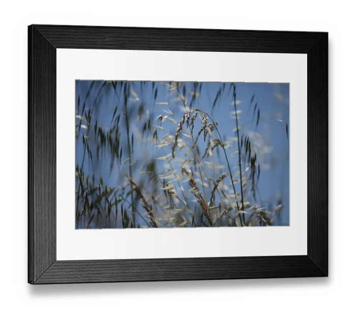 Framed Print : Mixed grasses in a grass meadow including Oat grass (Avena sp) and False oat grass Framed Print : Mixed grasses in a grass meadow including Oat grass (Avena sp) and False oat grass