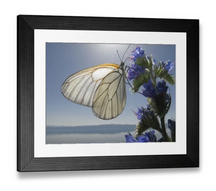 Framed Print : Black veined white butterfly (Aporia crataegi) feeding on Vipers bugloss (Echium Framed Print : Black veined white butterfly (Aporia crataegi) feeding on Vipers bugloss (Echium