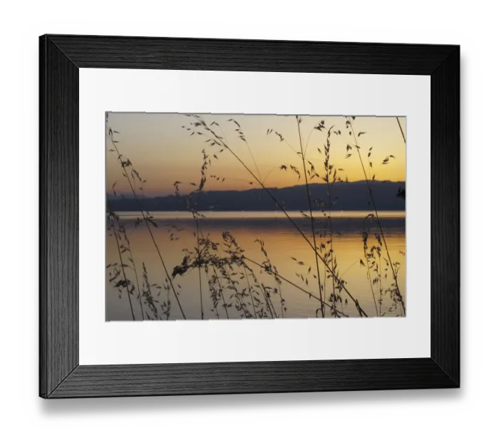 Framed Print : Wild oat grass (Avena fatua) silhouetted against the sun setting over Lake Ohrid Framed Print : Wild oat grass (Avena fatua) silhouetted against the sun setting over Lake Ohrid