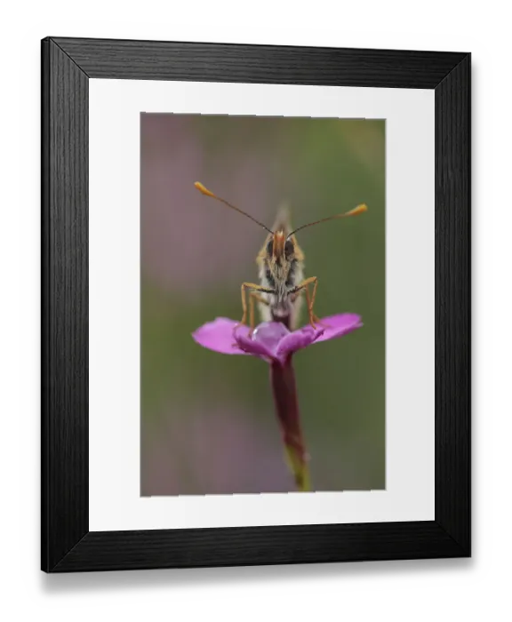 Framed Print : Heath fritillary butterfly (Melitaea athalia) on Maiden pink (Dianthus deltoids) Framed Print : Heath fritillary butterfly (Melitaea athalia) on Maiden pink (Dianthus deltoids)