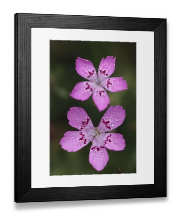 Framed Print : Maiden pink (Dianthus deltoids) flowers, Stenje region, Galicica National Park, Macedonia Framed Print : Maiden pink (Dianthus deltoids) flowers, Stenje region, Galicica National Park, Macedonia