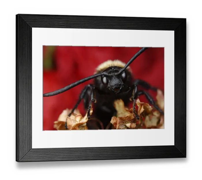 Framed Print : Male Giant / Mammoth wasp (Megascolia flavifrons) close-up of face showing long antennae Framed Print : Male Giant / Mammoth wasp (Megascolia flavifrons) close-up of face showing long antennae