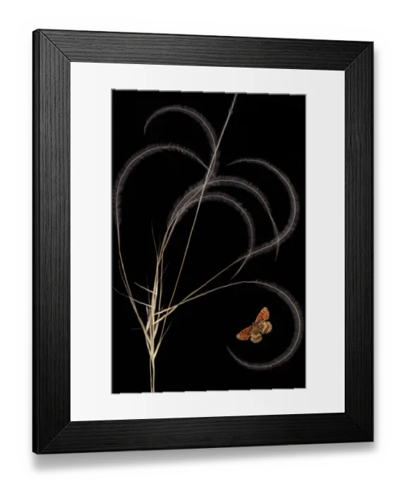 Framed Print : European feather grass (Stipa pennata) with Heath fritillary butterfly (Melitaea Framed Print : European feather grass (Stipa pennata) with Heath fritillary butterfly (Melitaea