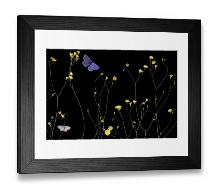 Framed Print : Nipplewort (Lapsana communis) in flower with Eschers blue butterfly (Polyommatus escheri) Framed Print : Nipplewort (Lapsana communis) in flower with Eschers blue butterfly (Polyommatus escheri)