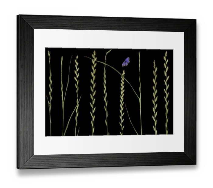 Framed Print : Italian rye grass (Lolium multiflorum) and Silver studded blue butterfly (Plebejus Framed Print : Italian rye grass (Lolium multiflorum) and Silver studded blue butterfly (Plebejus