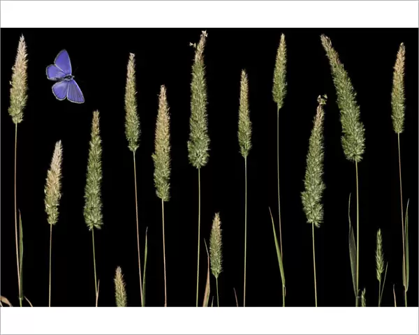 Water bent grass (Agrostis semiverticillata) and Eschers blue butterfly (Polyommatus