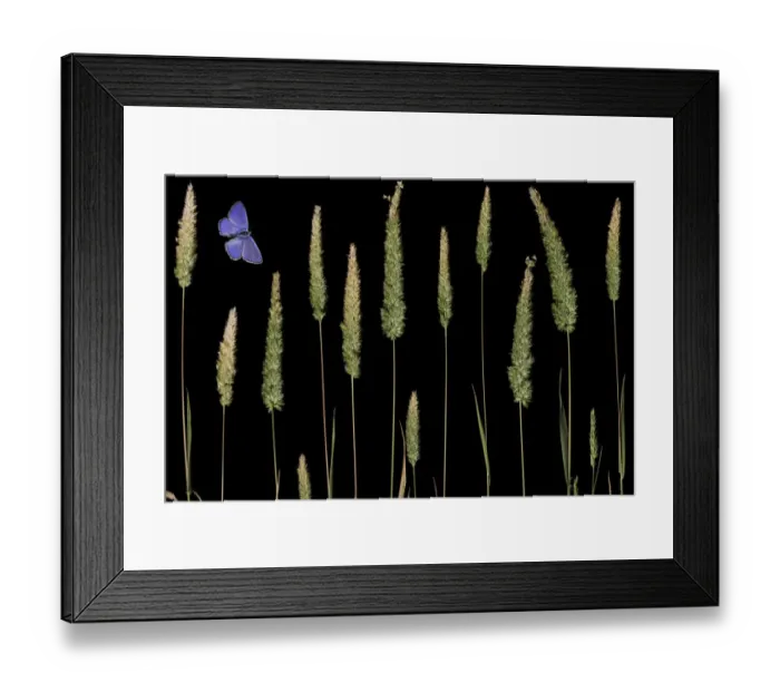Framed Print : Water bent grass (Agrostis semiverticillata) and Eschers blue butterfly (Polyommatus Framed Print : Water bent grass (Agrostis semiverticillata) and Eschers blue butterfly (Polyommatus