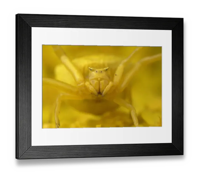 Framed Print : Crab spider (Thomisus onustus) yellow form, portrait, on yellow Yarrow (Achillea Framed Print : Crab spider (Thomisus onustus) yellow form, portrait, on yellow Yarrow (Achillea
