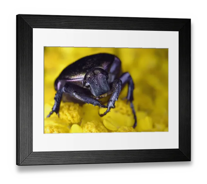 Framed Print : Metallic green chafer / Emerald fruit beetle (Protaetia / Cetonia cuprea) Close-up of head Framed Print : Metallic green chafer / Emerald fruit beetle (Protaetia / Cetonia cuprea) Close-up of head